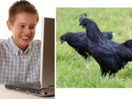 Internet big black coq