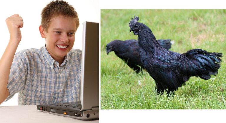 Il tape « Big black coq » sur internet et se retrouve à observer des gros coqs noirs