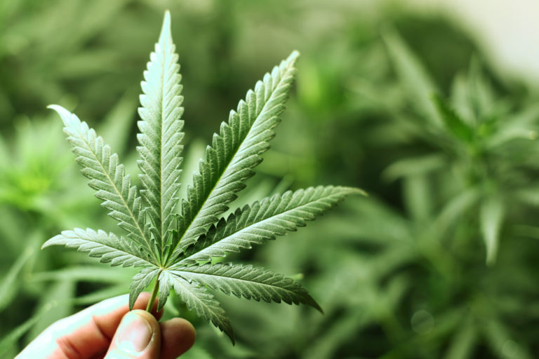 Quels sont les bienfaits de l&rsquo;huile CBD et dois-je courir m&rsquo;en procurer