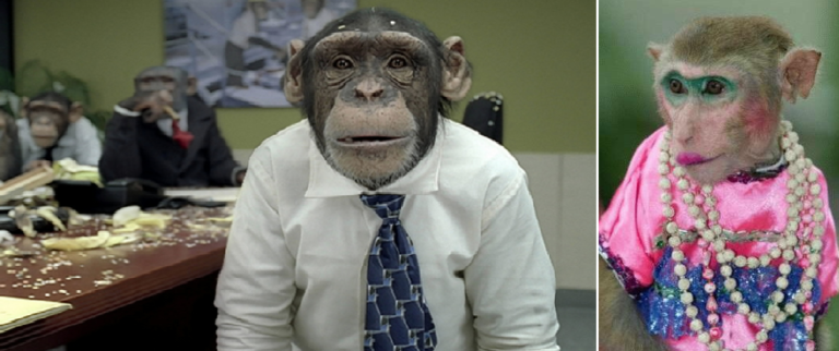 Corale : la nouvelle guenon engagée chez Nordpresse pour favoriser la mixité sociale chez les chimpanzés