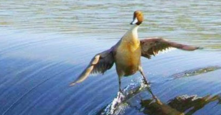 Antispécisme : des activistes ont libéré Le Canard Enchaîné