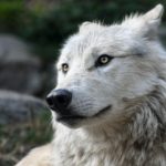wolf-2826741_1280
