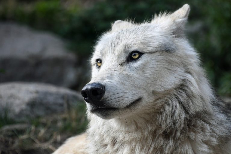 Les loups autorisés à prélever 10 chasseurs par jour