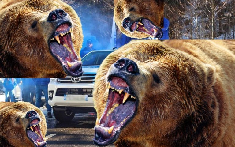 Pyrénées: 100 000 ours réintroduits pour chasser les identitaires