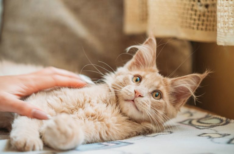 Hauts-de-France : les départements où l’on compte le plus de chats par foyers
