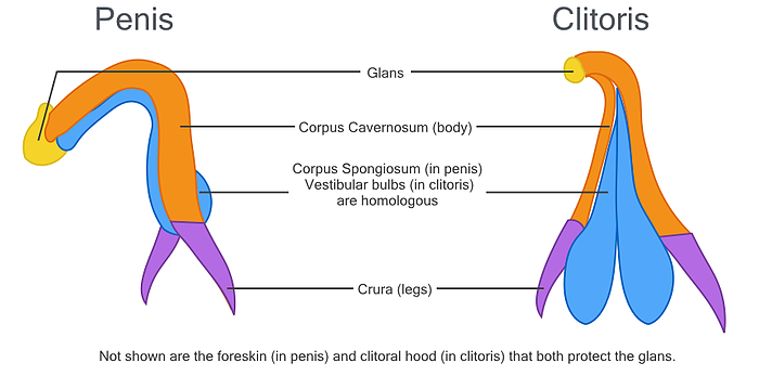 Féminisme : Le gouvernement propose de dessiner des clitoris à la place des zizis !