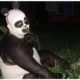 Syndicaliste chinois grimé de force en panda géant