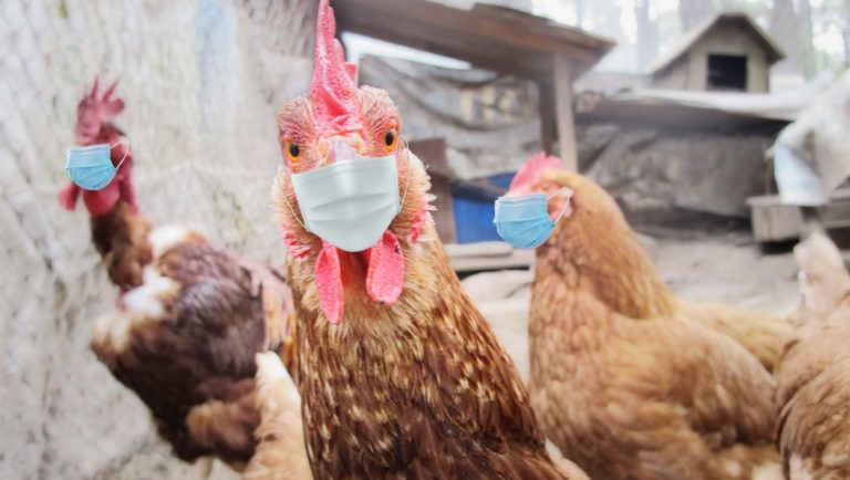Grippe aviaire: Une bulle de 4 poules imposée et le port du masque obligatoire pour les volailles.