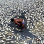 poissons covid