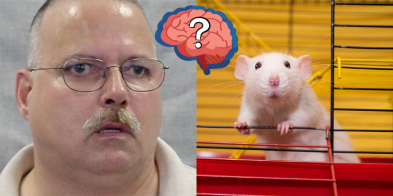 Une nouvelle étude sur des rats de laboratoire démontre qu&rsquo;ils sont davantage intelligents que les complotistes