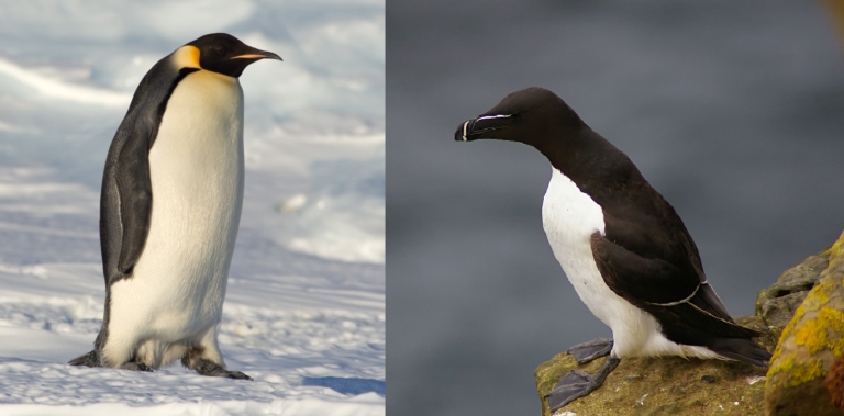 Ivre, il confond un pingouin et un manchot.