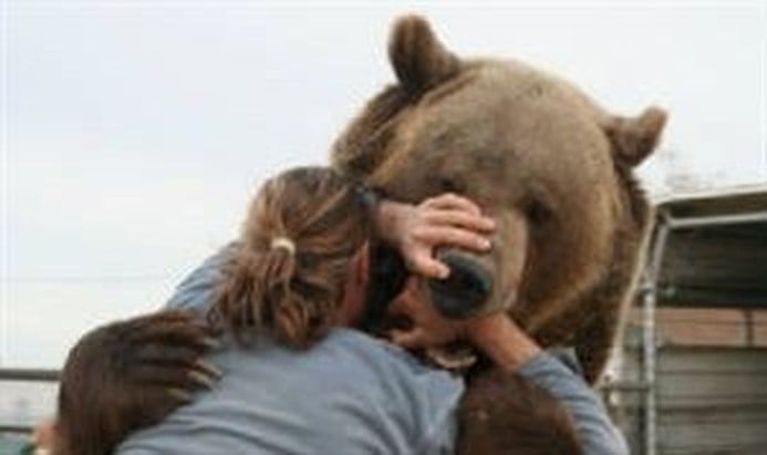 attaque d’ours