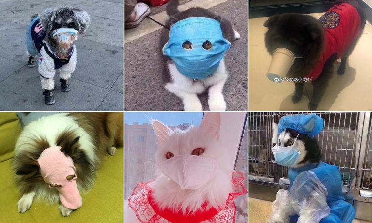Le port du masque désormais obligatoire chez les animaux