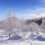 Winter snowy snag near a river , Russia, Siberia Altai