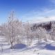 Winter snowy snag near a river , Russia, Siberia Altai