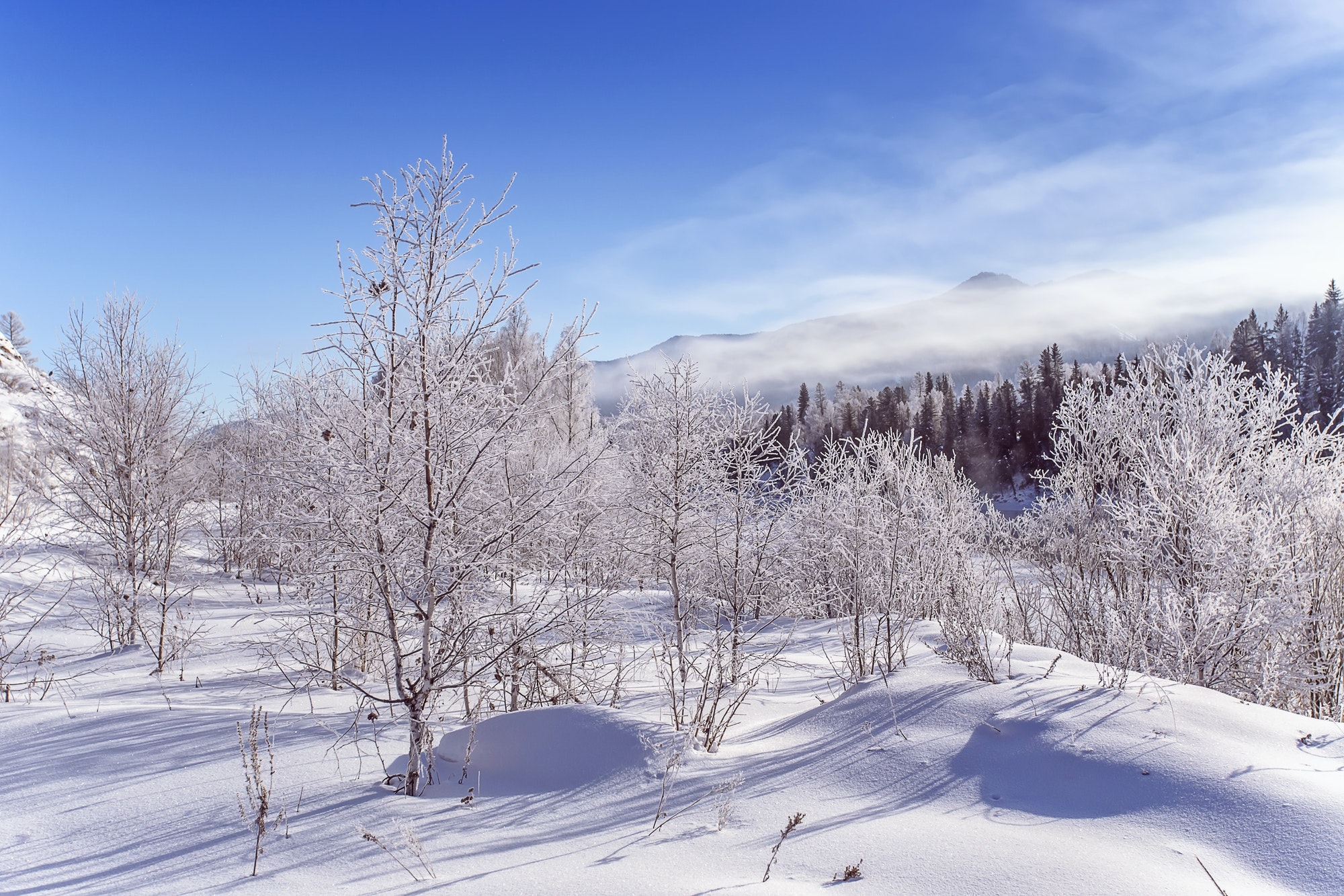 Winter snowy snag near a river , Russia, Siberia Altai