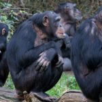 groupe de journalistes chimpanzés de Nordpresse