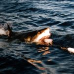Attaque requin blanc