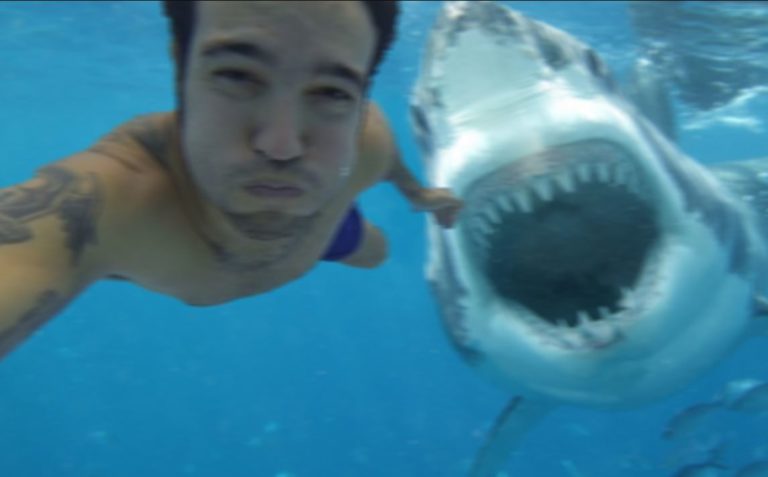 Que faire en cas d&rsquo;attaque de requin ? 5 astuces proposées par la rédaction de Nordpresse