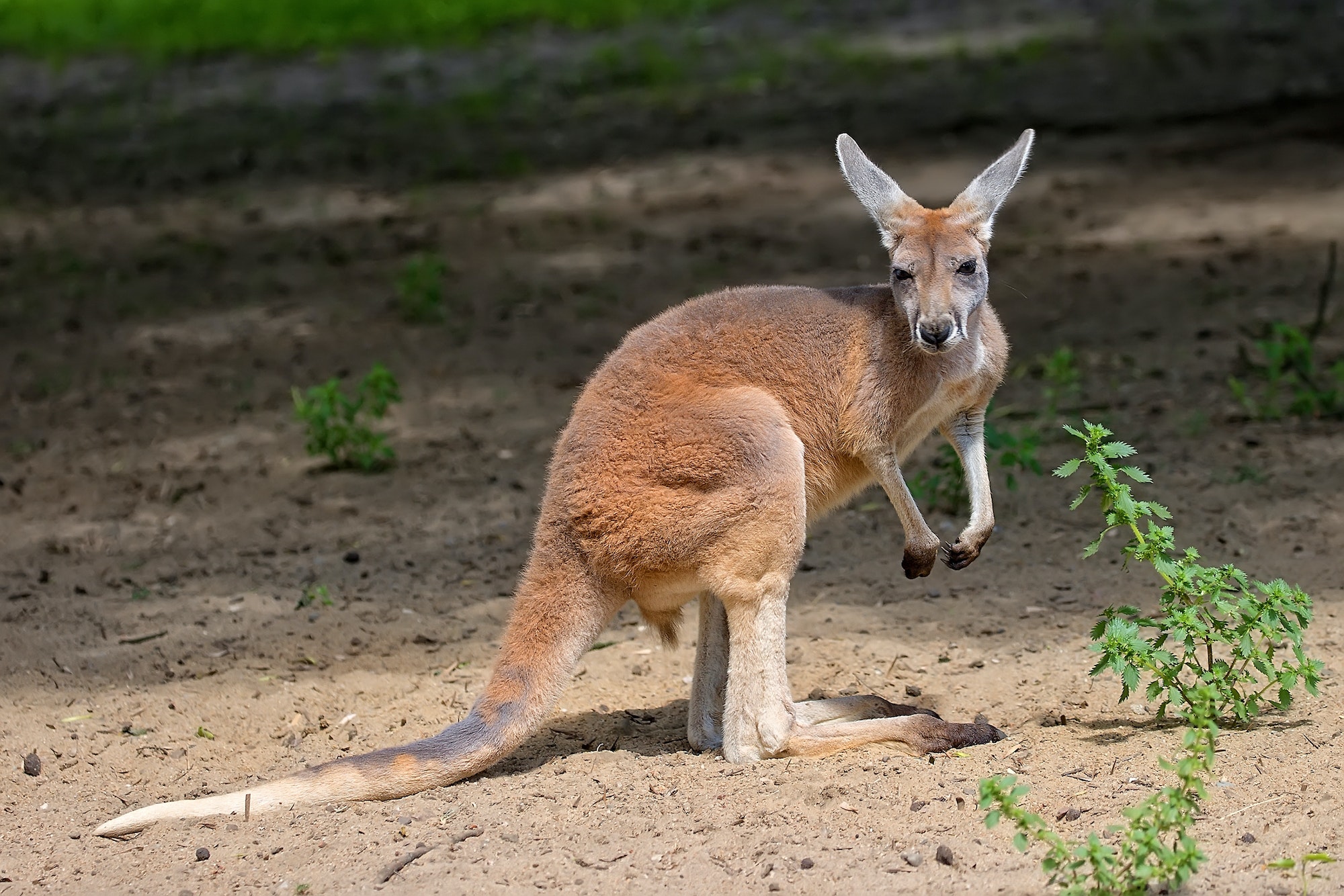 Kangaroo in the wild