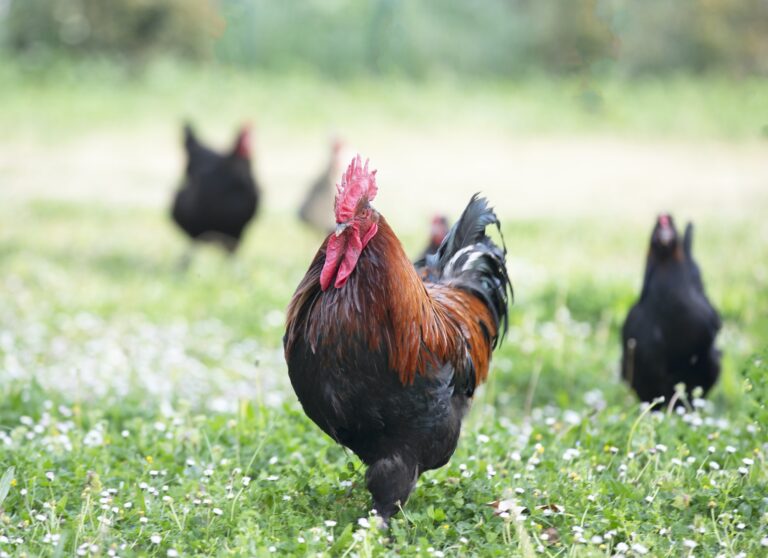 Les poules de Basse-Normandie organisent une grève contre le lever du soleil »