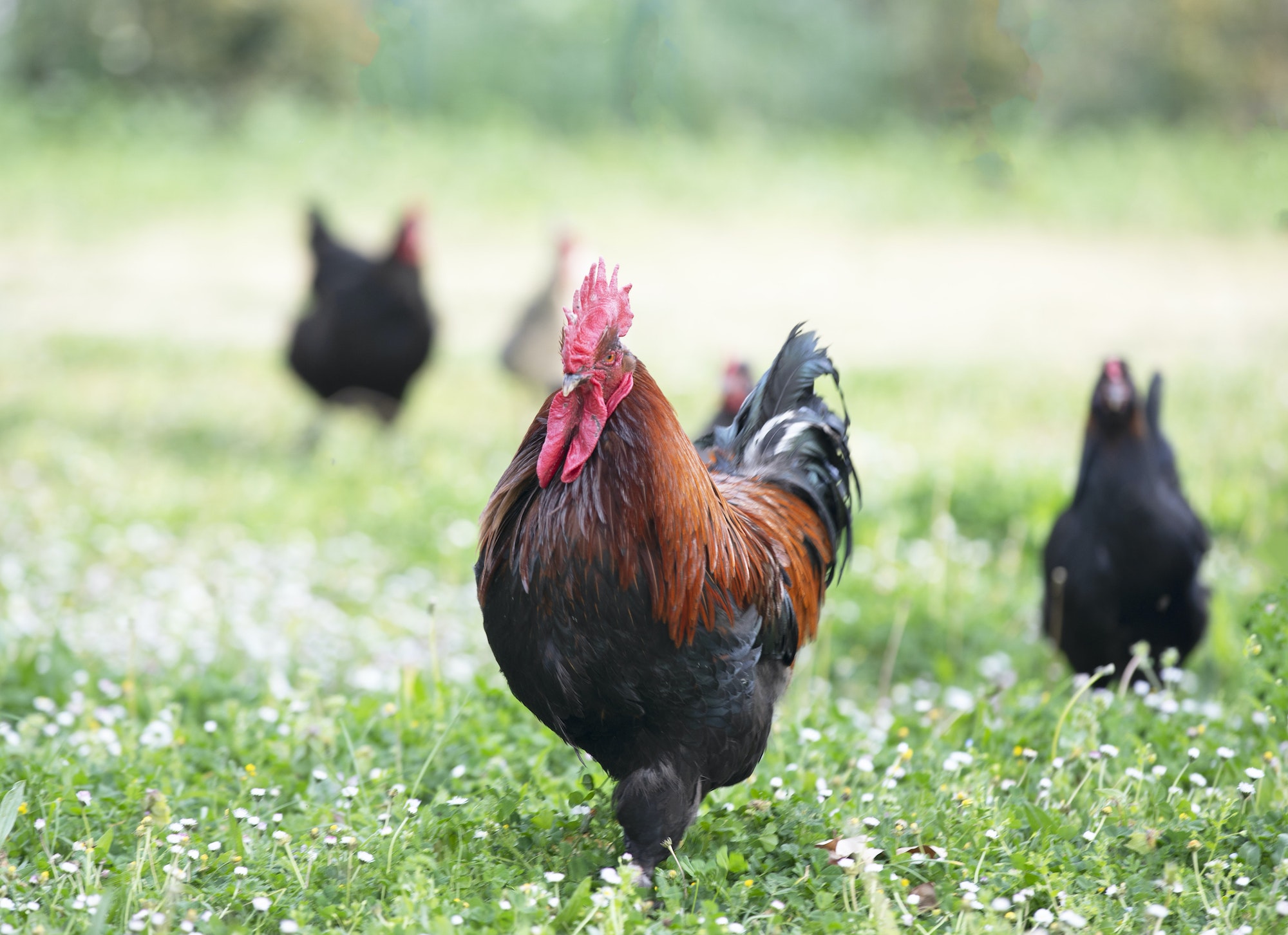 marans chicken in garden