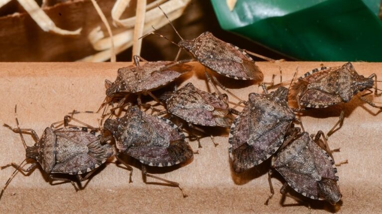 Punaises diaboliques, des animaux de compagnie surprenants