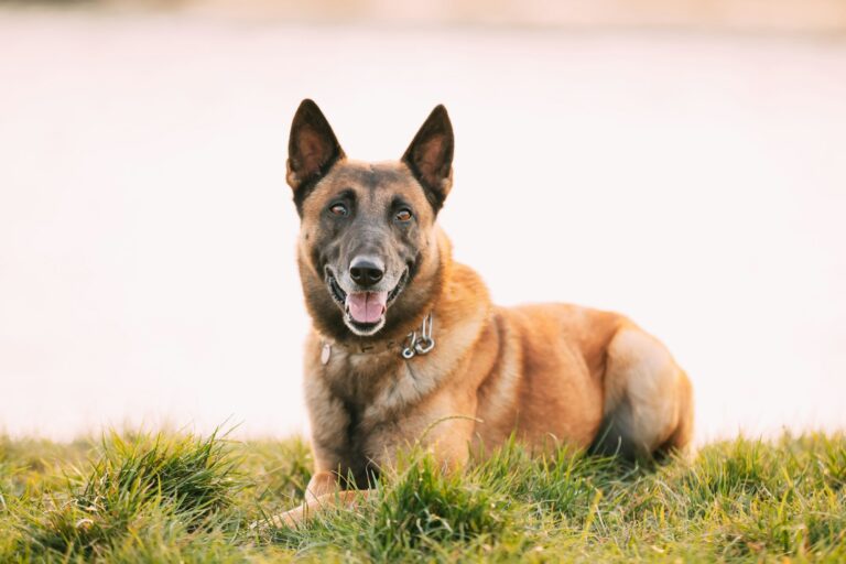 Le Chien Polyglotte: 7 Langues, Y Compris le Wallon!