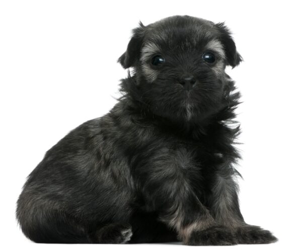 L??wchen or Petit Chien Lion puppy, 3 weeks old, sitting in front of white background