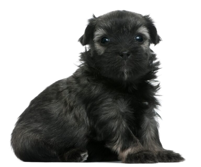 Quand un chien mutant sème la pagaille dans le quartier